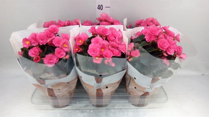 <h4>Begonia elat. HL 'Adonia Pink'</h4>