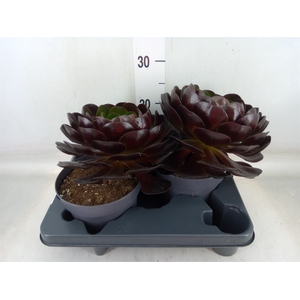xSemponium  'Destiny'