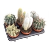 Cactus gemengd CA12002