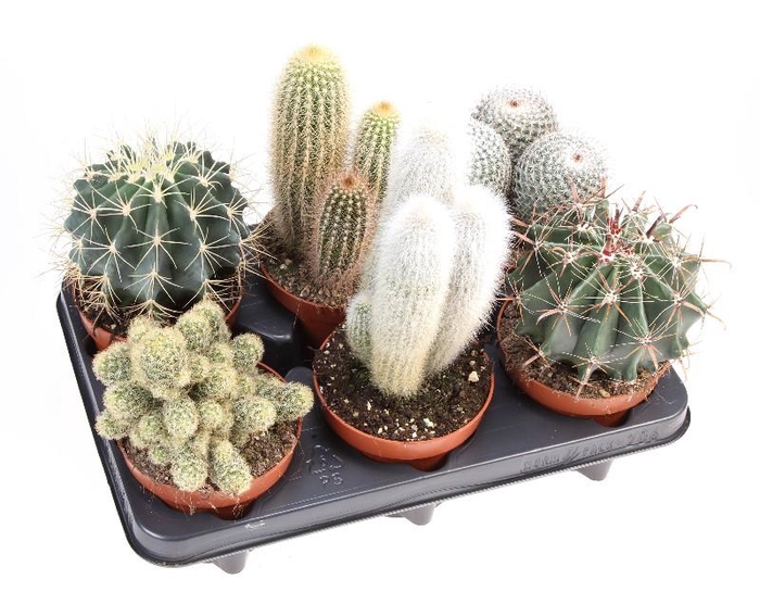 Cactus gemengd CA12002