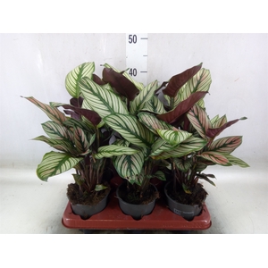 Calathea   ...
