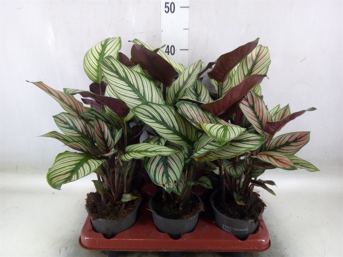 <h4>Calathea   ...</h4>