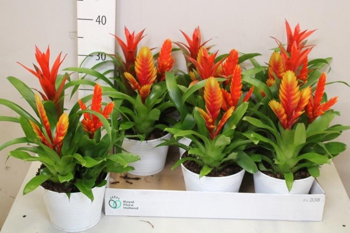 <h4>ARR BROMELIA</h4>