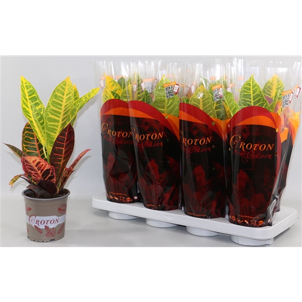 <h4>Croton Petra in design hoes"Sunshiners®"</h4>