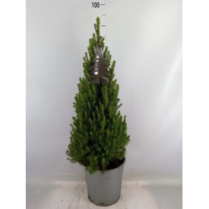 Picea glauca 'Perfecta'