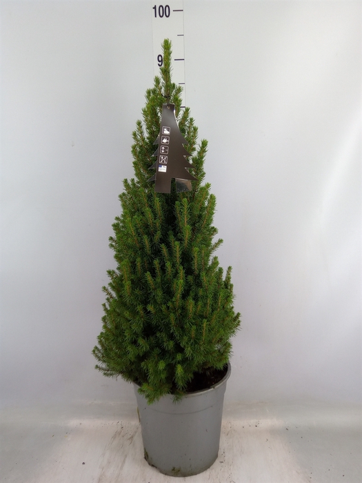 <h4>Picea glauca 'Perfecta'</h4>