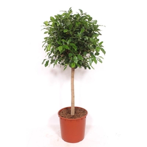 Ficus Nitida