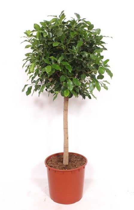 <h4>Ficus Nitida</h4>