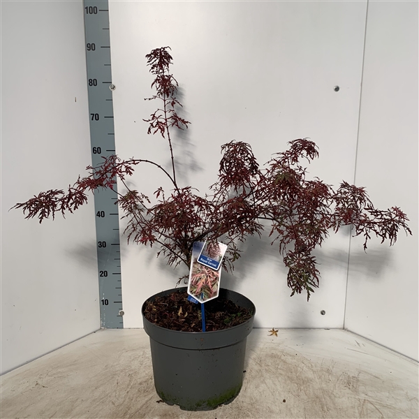 <h4>Acer pal. 'Royal Garnet ('Opstal11PBR)</h4>