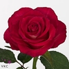 Rosa large nicoletta