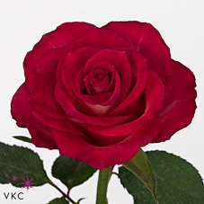 Rosa large nicoletta