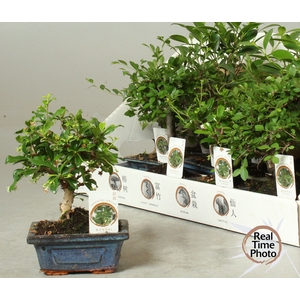 BONSAI GEM