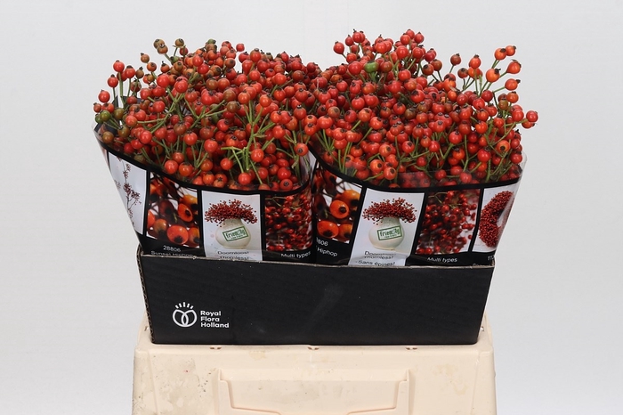 Rozenbottel Autumn Rosefruits