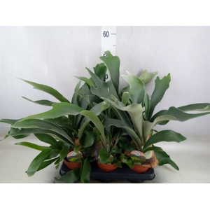 Platycerium bifurc.