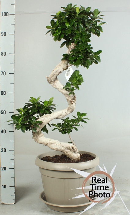 <h4>FIC MI GINSENG</h4>