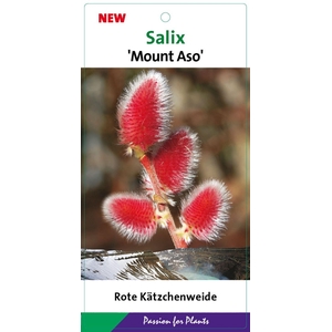 Salix gracilistyla Mt. Aso