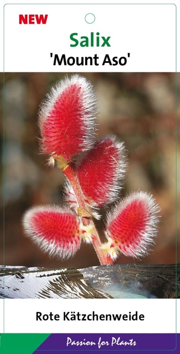 <h4>Salix gracilistyla Mt. Aso</h4>