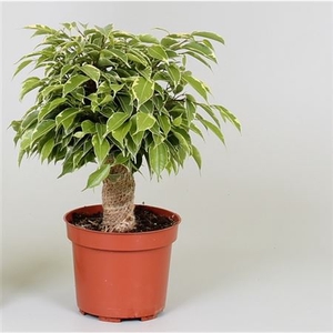 Ficus Benjamina Kinky Jute Stam