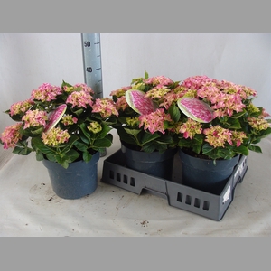 Hydrangea mac.