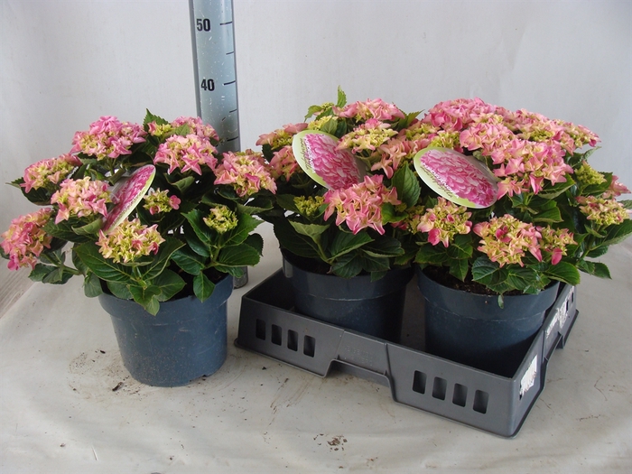 <h4>Hydrangea mac.</h4>