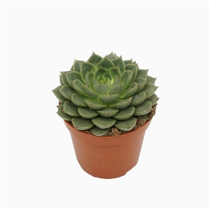 Echeveria fabiola 8,5 cm