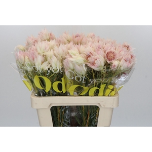 Blushing Bride 4/6 Flowers