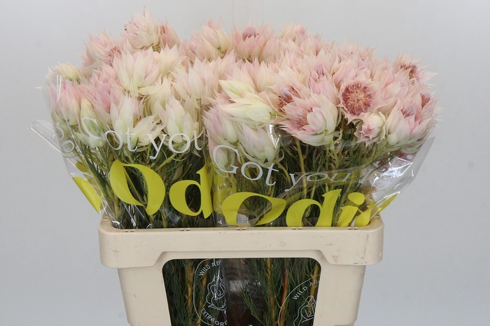 <h4>Blushing Bride 4/6 Flowers</h4>