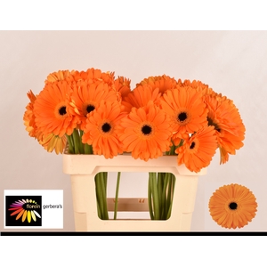 Gerbera Applause Water