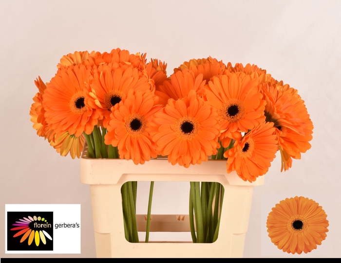 <h4>Gerbera Applause Water</h4>