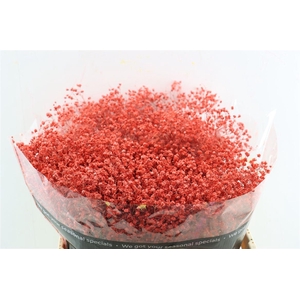 Gyps Grof Coral (dip)