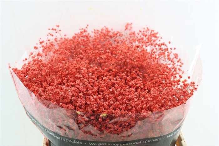 <h4>Gyps Grof Coral (dip)</h4>