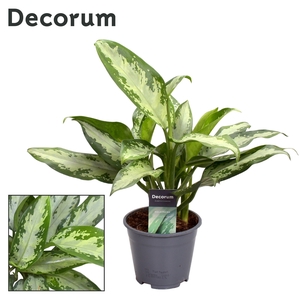 Aglaonema Jubilee Petit