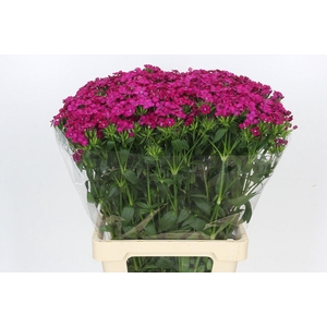 Dianthus Br Amazon Neon Cherry