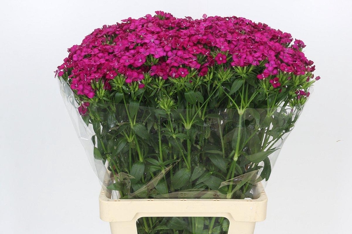 <h4>Dianthus Br Amazon Neon Cherry</h4>