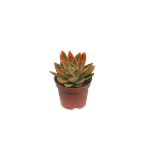 Echeveria coloured festival orange