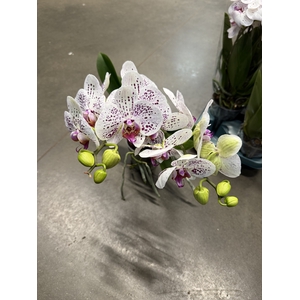 Phalaenopsis Goya 12Ø 40cm