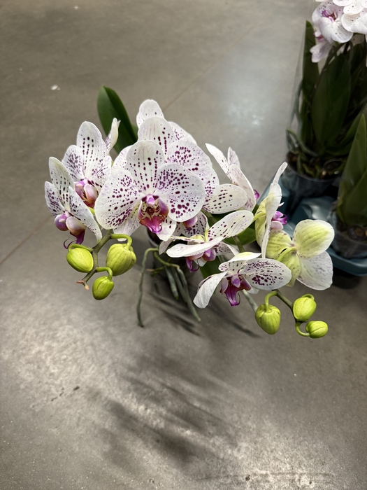 Phalaenopsis Goya 12Ø 40cm