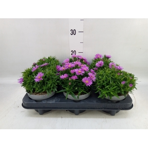 Aster dum. 'Alpha Light Pink'