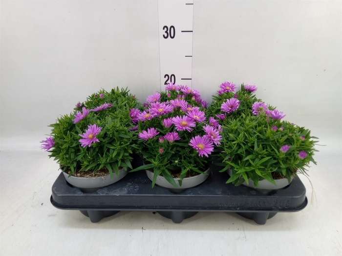 <h4>Aster dum. 'Alpha Light Pink'</h4>