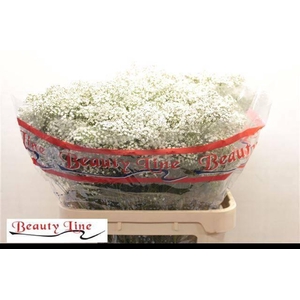 GYPS PA MILLION STAR