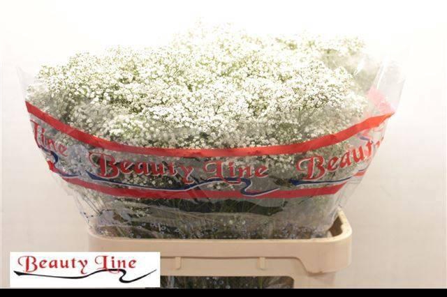 <h4>GYPS PA MILLION STAR</h4>