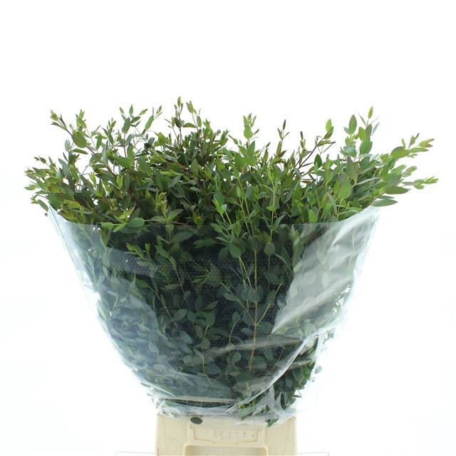 EUC PARVIFOLIA P BS