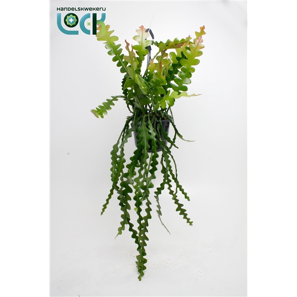 <h4>Epiphyllum Anguliger</h4>
