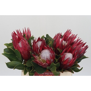 Protea Cynaroides Madiba