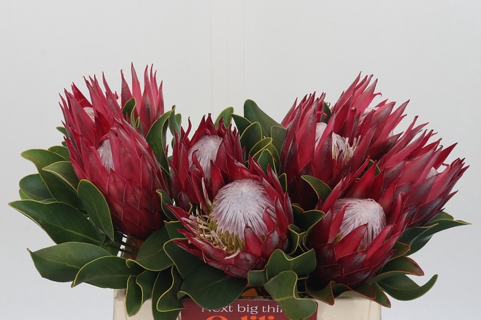 <h4>Protea Cynaroides Madiba</h4>