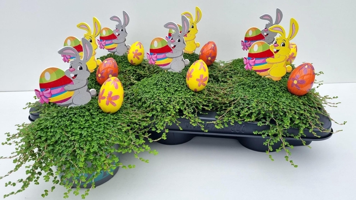 <h4>SOLEI SOL GROEN</h4>