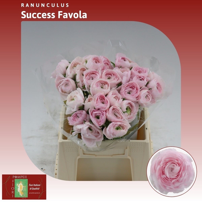 <h4>Ranunculus Su Favola</h4>