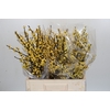 Ilex Citronella