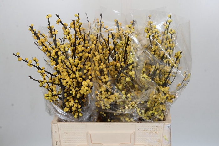 <h4>Ilex Citronella</h4>
