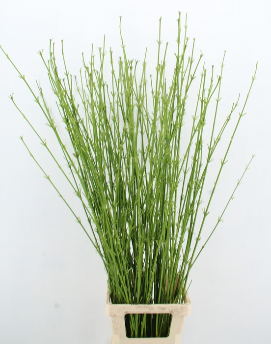 <h4>CORNUS S FLAVIRAMEA</h4>